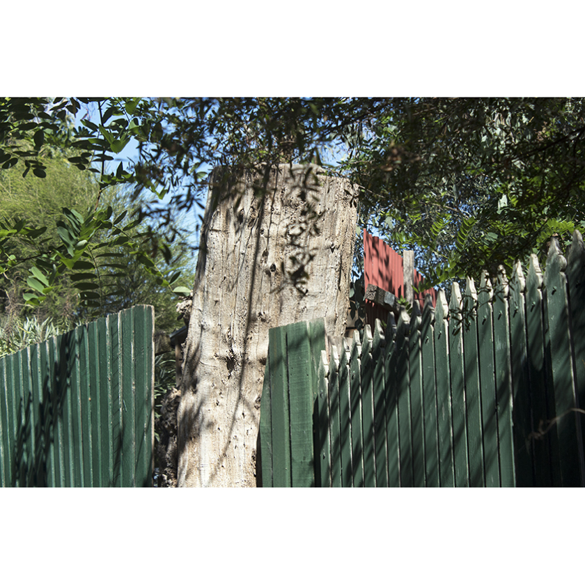 City Jungle