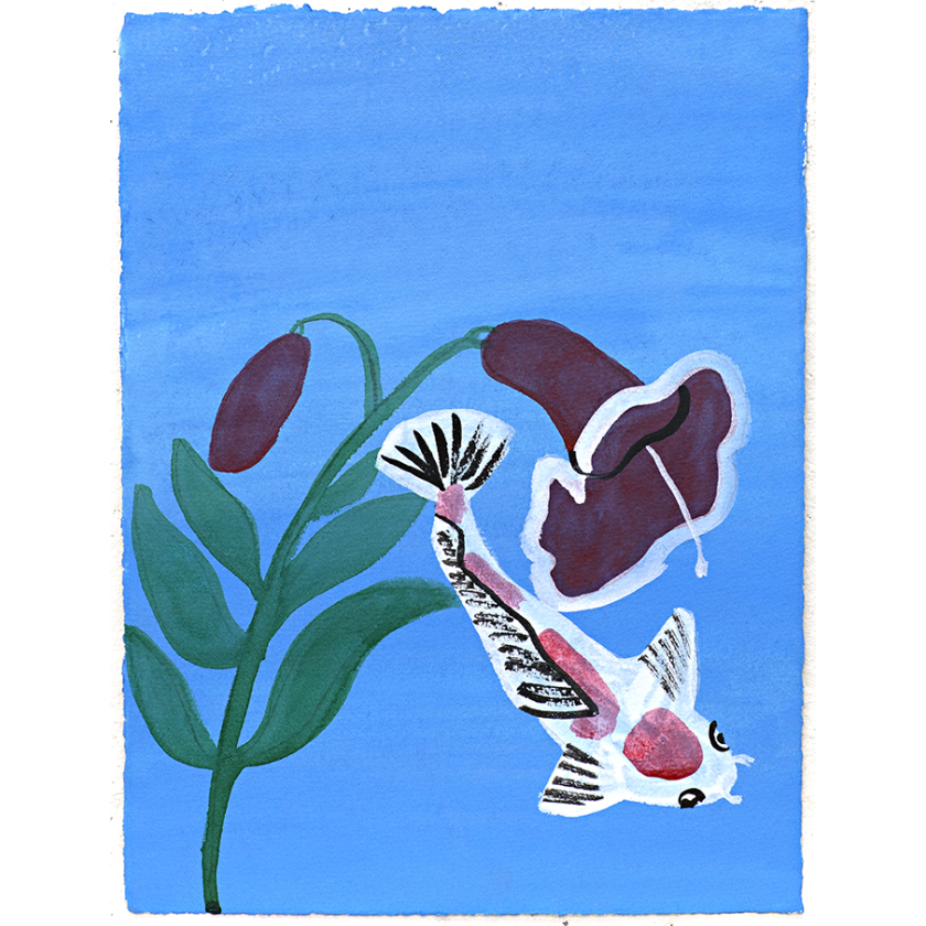 Japanese Koi Fish by the Pond