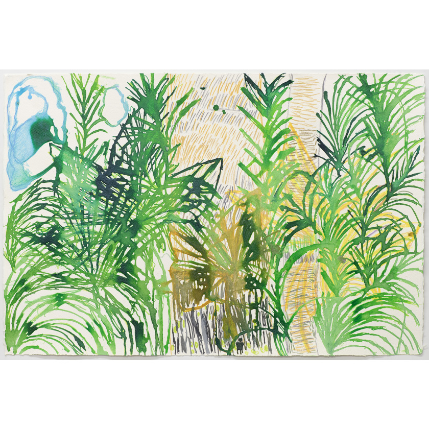 Landscape in Forest Yarra Ranges National Park