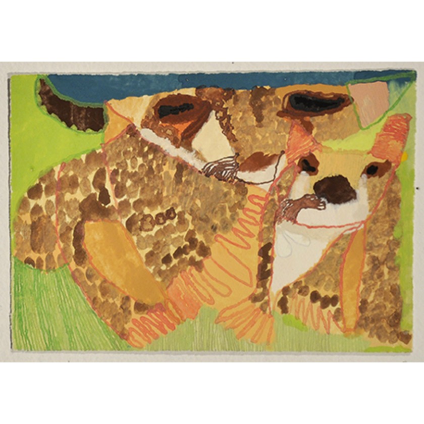 Cheetahs