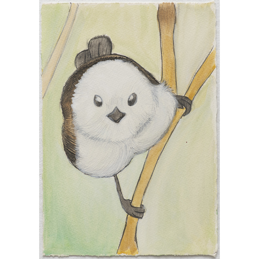Long-Tailed Tit