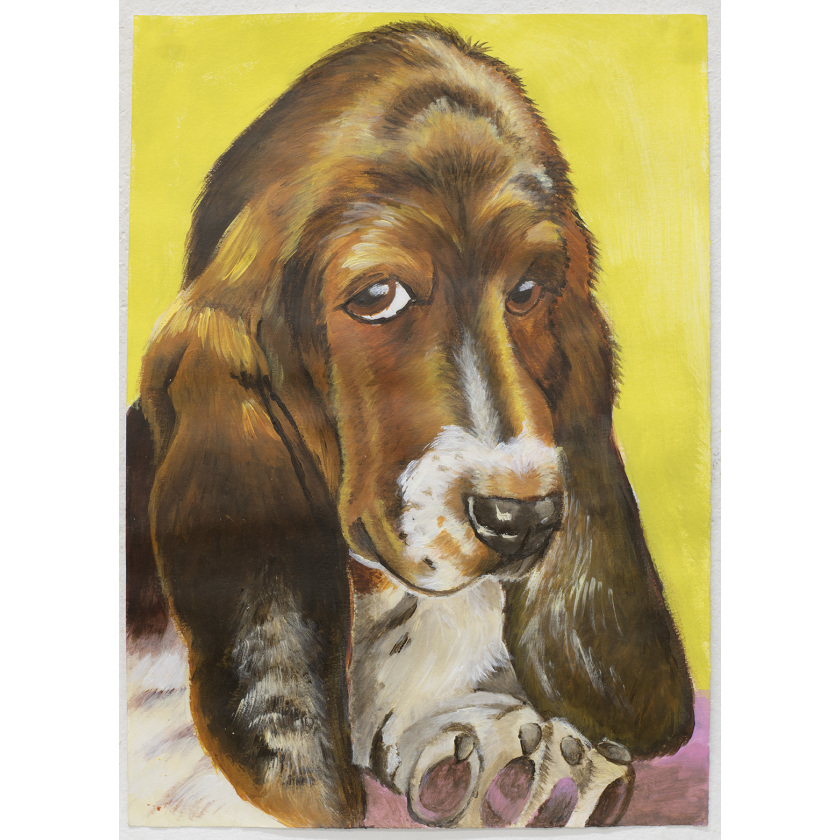 Basset Hound