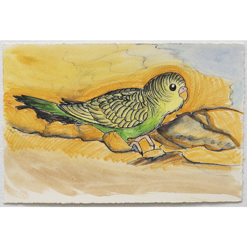 Curious Budgie