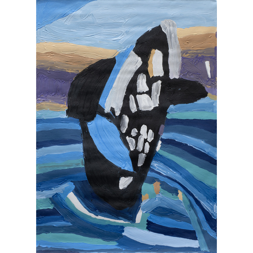 Orca Breaching