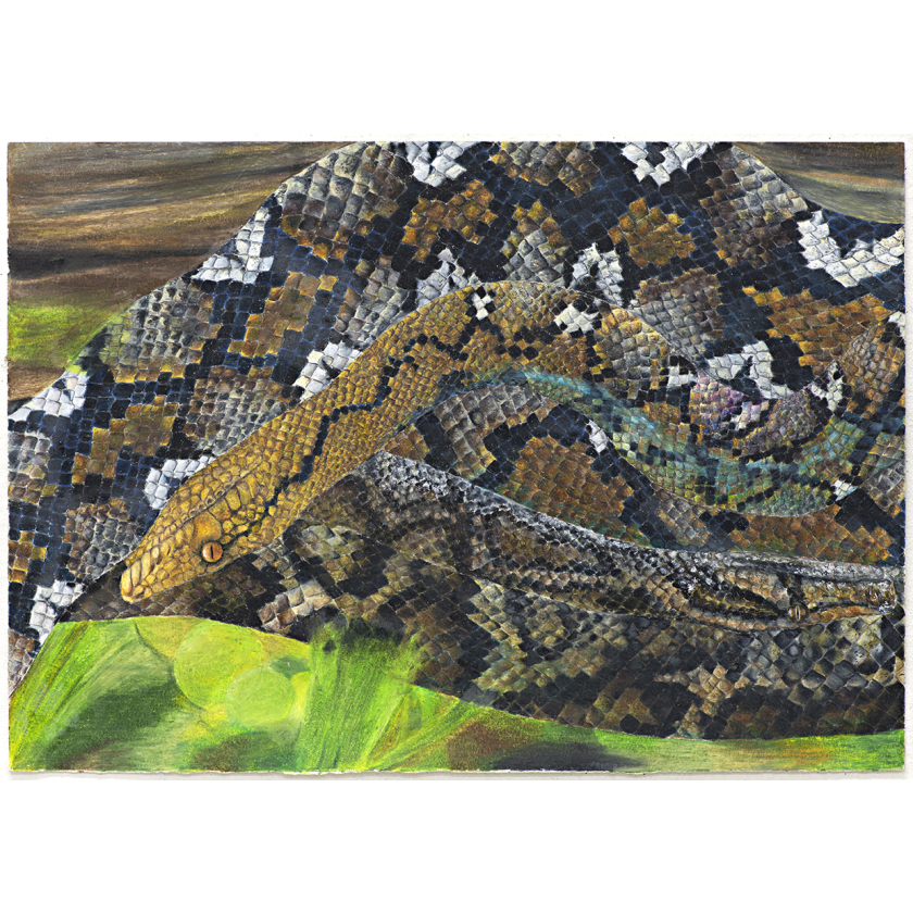 Indian Burmese and large Bali Yellowhead reticulated Python